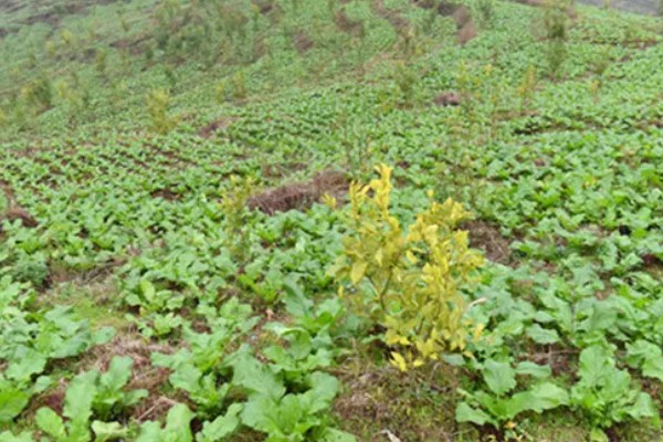 北方什么时候种植榨菜，主要集中在8月份