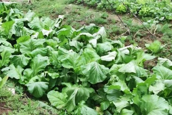北方什么时候种植榨菜，主要集中在8月份