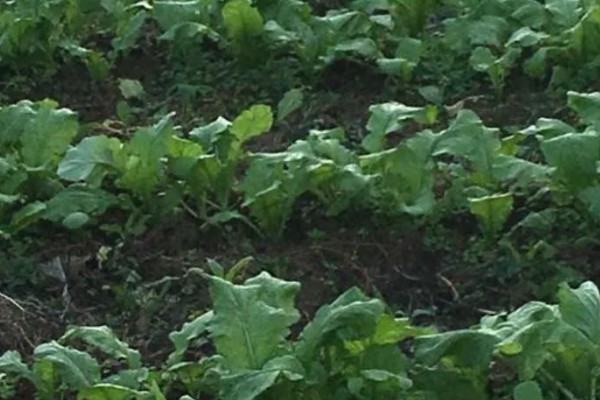 北方什么时候种植榨菜，主要集中在8月份