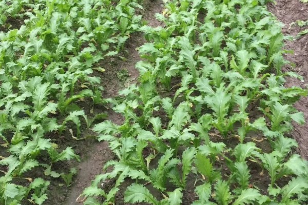 北方什么时候种植榨菜，主要集中在8月份