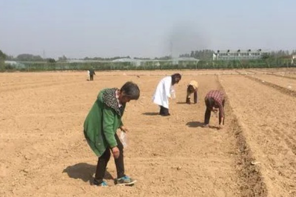 北方什么时候种植榨菜，主要集中在8月份