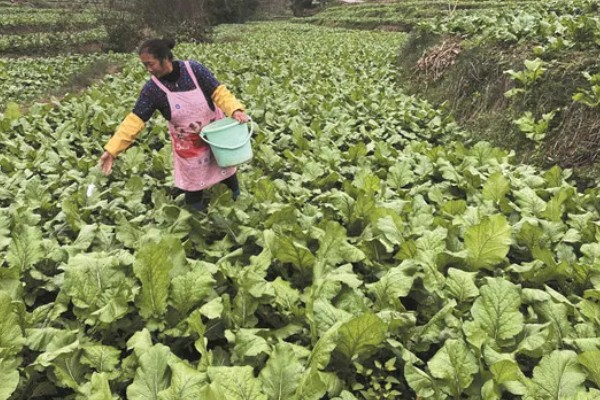 北方什么时候种植榨菜，主要集中在8月份