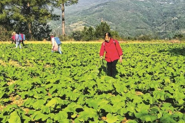 北方什么时候种植榨菜，主要集中在8月份