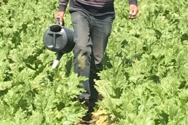 北方什么时候种植榨菜，主要集中在8月份