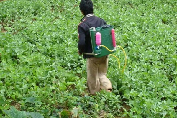北方什么时候种植榨菜，主要集中在8月份