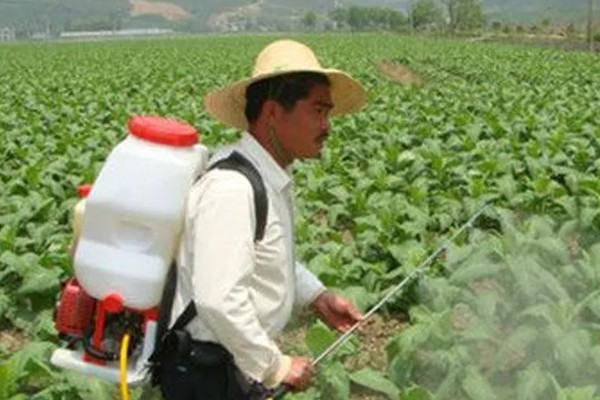 北方什么时候种植榨菜，主要集中在8月份