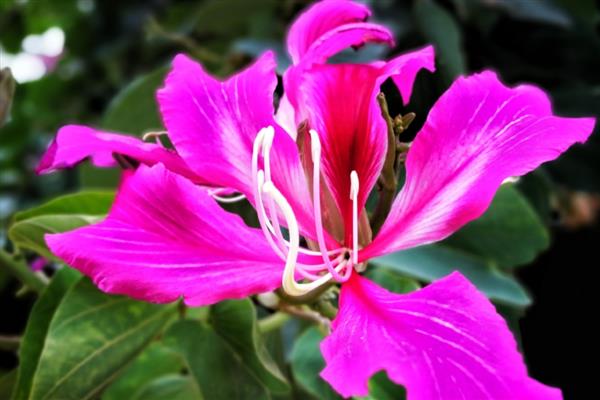 紫金花有什么寓意，代表团圆、活力、吉祥等含义