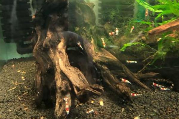 虾缸要不要过滤器,良好的水质才能确保幼虾存活