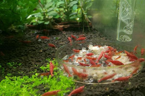 虾缸要不要过滤器,良好的水质才能确保幼虾存活