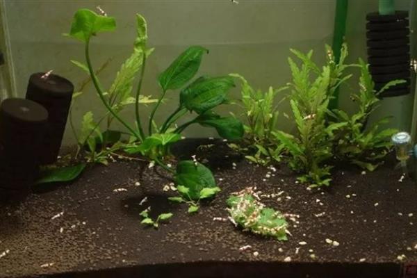 虾缸要不要过滤器,良好的水质才能确保幼虾存活
