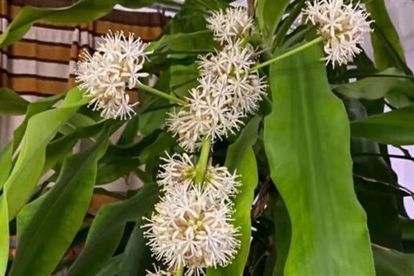 巴西木会开花吗，巴西木会开花