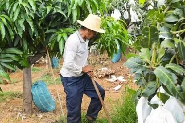 芒果的施肥时间，果后肥是全年施肥的重点