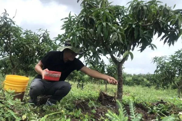 芒果的施肥时间，果后肥是全年施肥的重点
