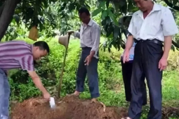 芒果的施肥时间，果后肥是全年施肥的重点