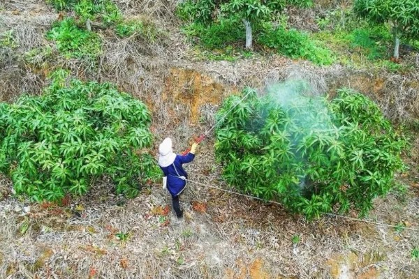 芒果的施肥时间，果后肥是全年施肥的重点