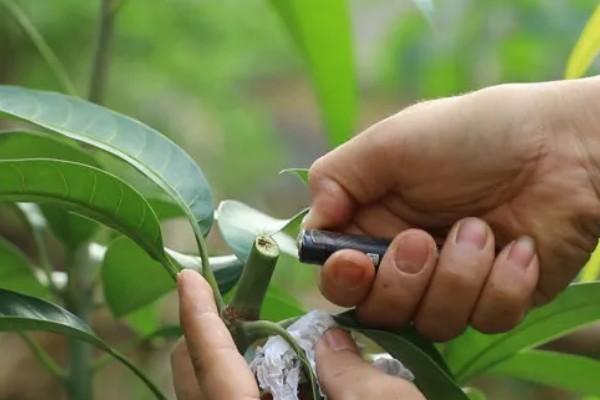 芒果的施肥时间，果后肥是全年施肥的重点