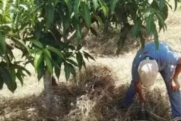 芒果的施肥时间，果后肥是全年施肥的重点