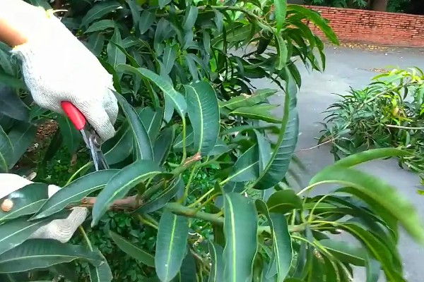 芒果的施肥时间，果后肥是全年施肥的重点