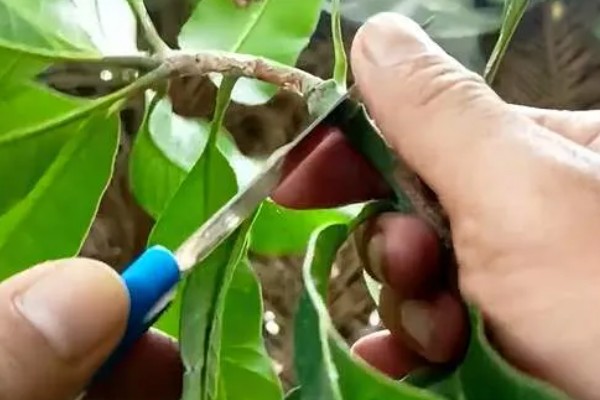 芒果的施肥时间，果后肥是全年施肥的重点