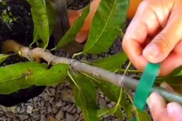 芒果的施肥时间，果后肥是全年施肥的重点