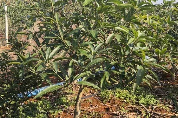 芒果的施肥时间，果后肥是全年施肥的重点