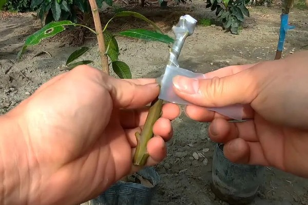 芒果的施肥时间，果后肥是全年施肥的重点