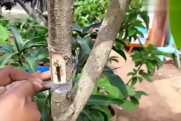 芒果的施肥时间，果后肥是全年施肥的重点