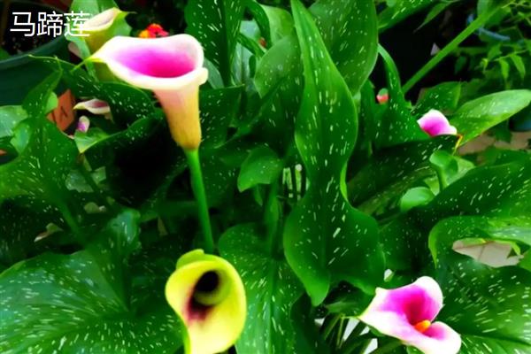 马蹄莲和海芋有什么区别，品种、花朵、种子都不同