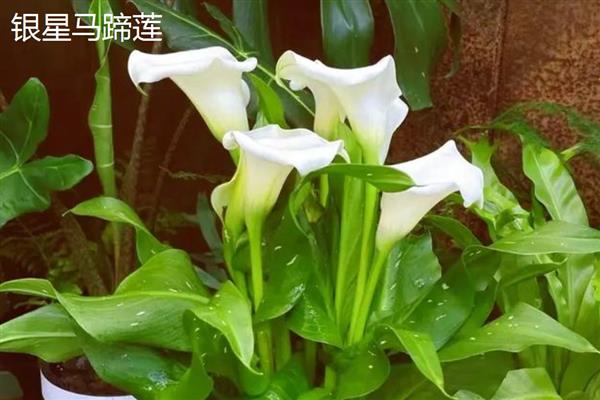 马蹄莲和海芋有什么区别，品种、花朵、种子都不同