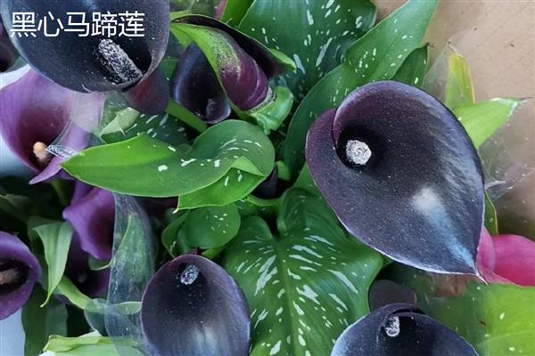马蹄莲和海芋有什么区别，品种、花朵、种子都不同