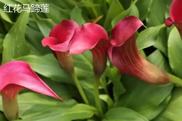 马蹄莲和海芋有什么区别，品种、花朵、种子都不同