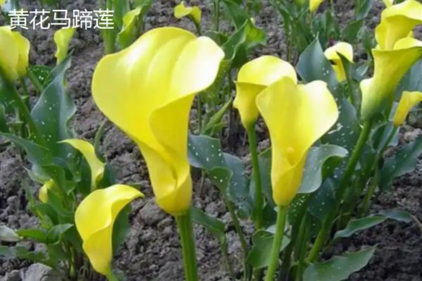 马蹄莲和海芋有什么区别，品种、花朵、种子都不同