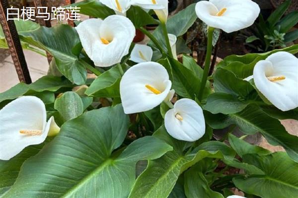 马蹄莲和海芋有什么区别，品种、花朵、种子都不同
