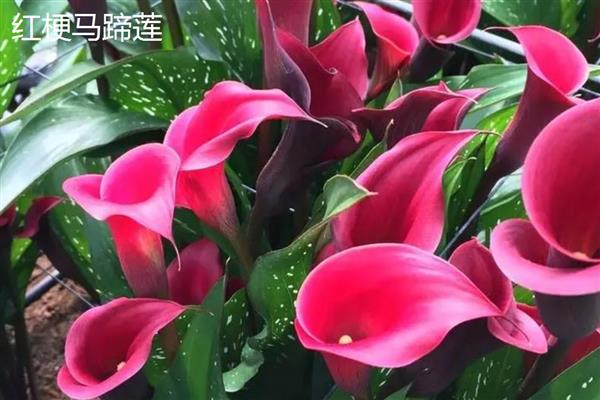 马蹄莲和海芋有什么区别，品种、花朵、种子都不同
