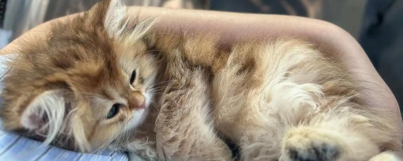 猫瘟的治疗方式，需要给猫咪服用相应的药品