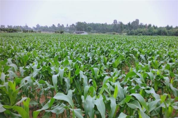 玉米大斑病的发生原因，主要是由大斑突脐蠕孢菌引起
