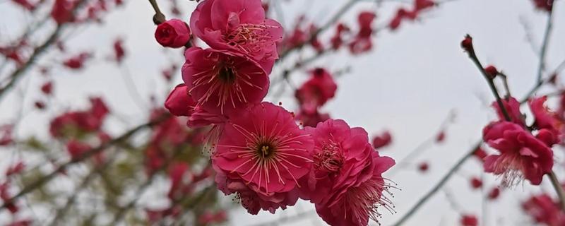 红梅花怎么养殖，春季每隔2-3天浇一次水