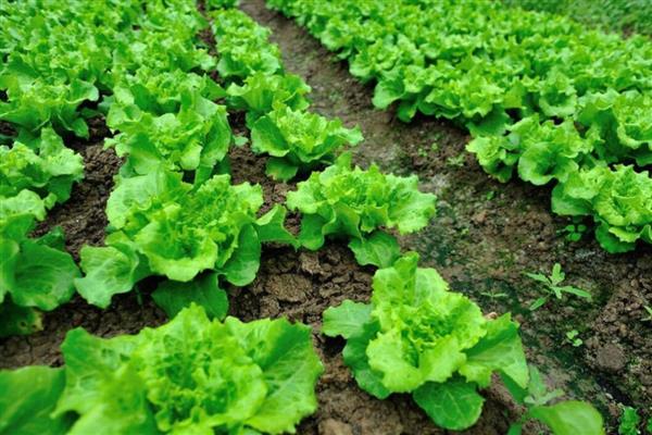 蔬菜中午不能喷药的原因，高温容易促进药剂的分解