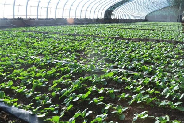 蔬菜中午不能喷药的原因，高温容易促进药剂的分解