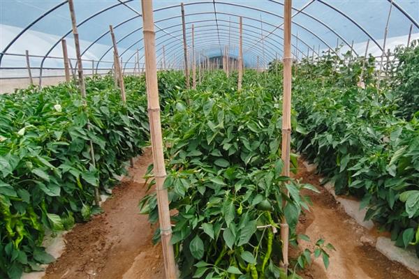 蔬菜中午不能喷药的原因，高温容易促进药剂的分解