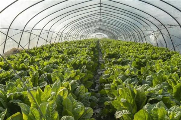 蔬菜中午不能喷药的原因，高温容易促进药剂的分解