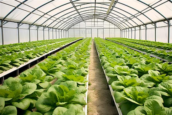 蔬菜中午不能喷药的原因，高温容易促进药剂的分解