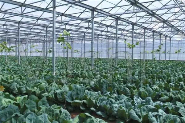 蔬菜中午不能喷药的原因，高温容易促进药剂的分解