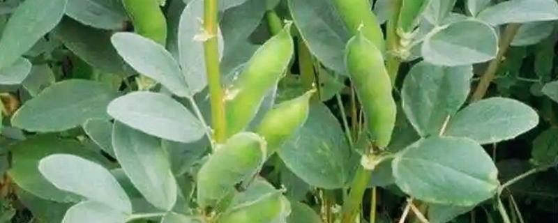 蚕豆是直根系植物吗，蚕豆是直根系