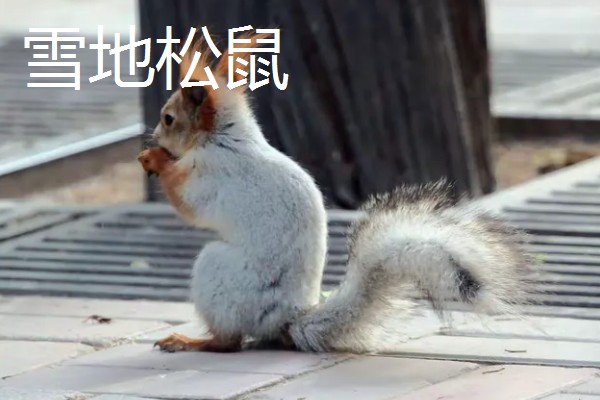 松鼠的种类，常见的有雪地松鼠、红腹松鼠等