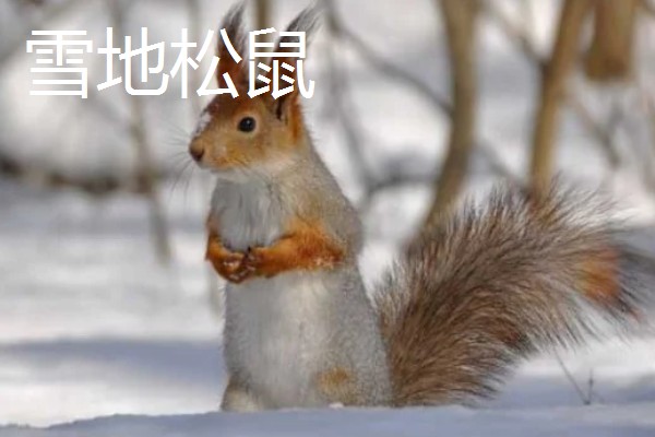 松鼠的种类，常见的有雪地松鼠、红腹松鼠等