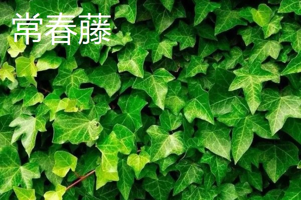有什么四季常绿的爬藤类植物，常见常春藤、络石、绿萝等品种