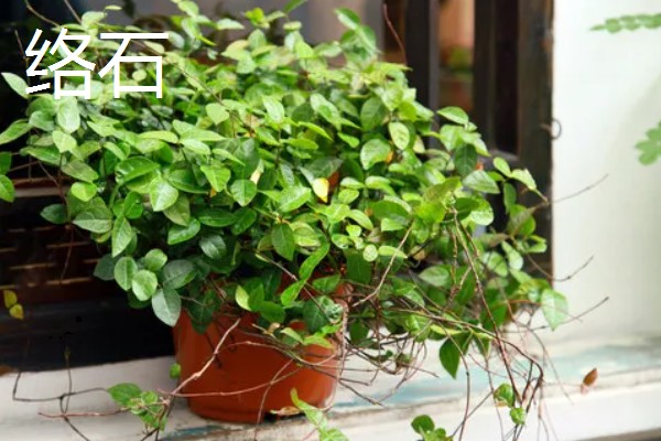 有什么四季常绿的爬藤类植物，常见常春藤、络石、绿萝等品种