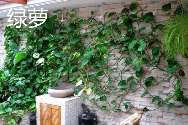 有什么四季常绿的爬藤类植物，常见常春藤、络石、绿萝等品种