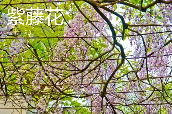 有什么四季常绿的爬藤类植物，常见常春藤、络石、绿萝等品种